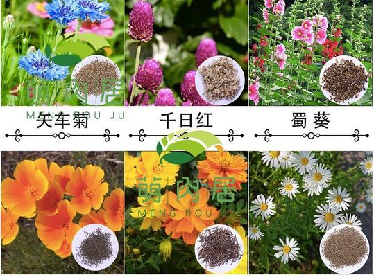 波斯菊种子发芽时间及注意事项（科学引导）