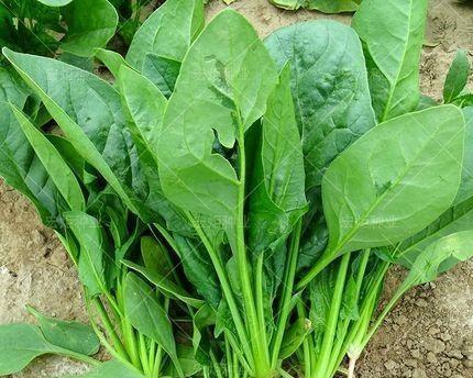 菠菜上市季节与特点（探究菠菜的生长周期和味道特点）