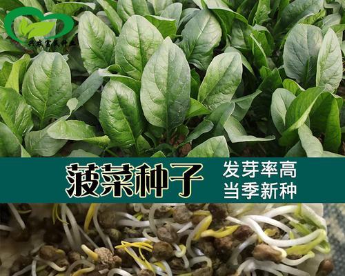 如何收集和保存菠菜种子（菠菜种子收集的步骤和技巧）