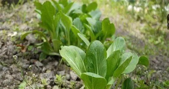 菠菜种植与生长周期详解（最佳种植时间）