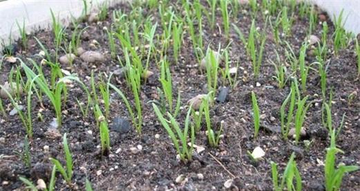 菠菜种子发芽时间（从种植到发芽）