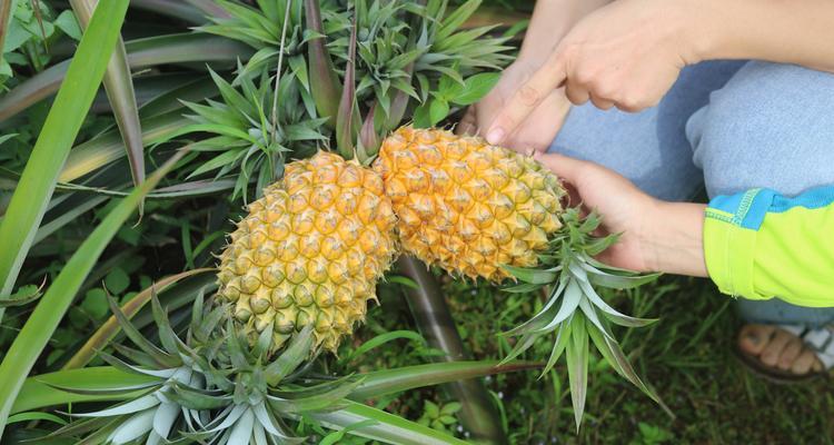 菠萝采摘时间和收获季节（了解菠萝的生长过程）