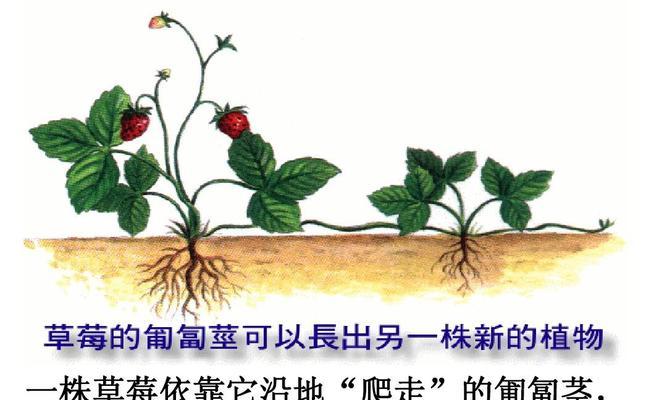 菠萝蜜的生长环境与地方条件（探究菠萝蜜的生存环境和适宜地理条件）