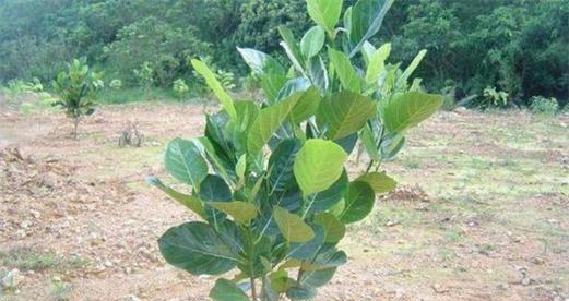 菠萝蜜的果实生长周期（从种植到结果实）