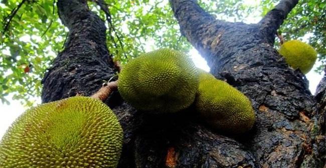 菠萝蜜的上市时间和成熟季节剖析（一年四季）