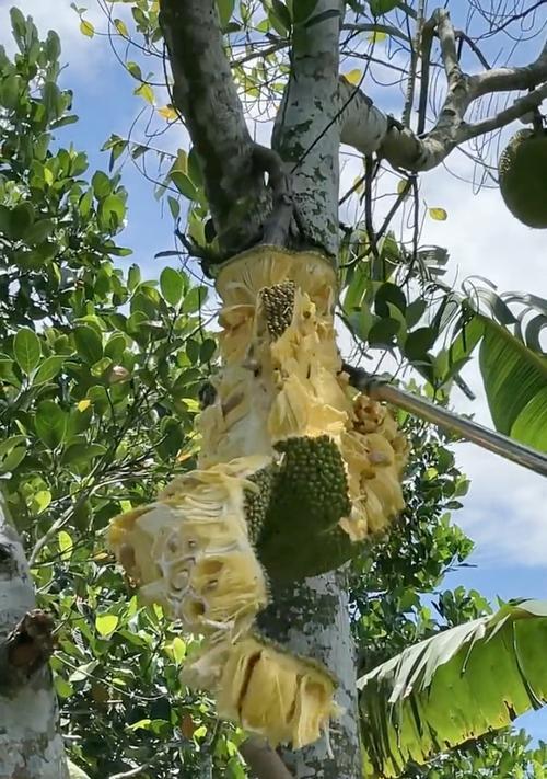 菠萝蜜树北方种植探究（探索适合菠萝蜜树在北方生长的方法）