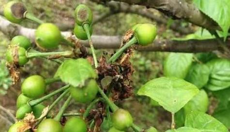 菠萝蜜炭疽病的发病原因及治疗方法（了解菠萝蜜炭疽病）