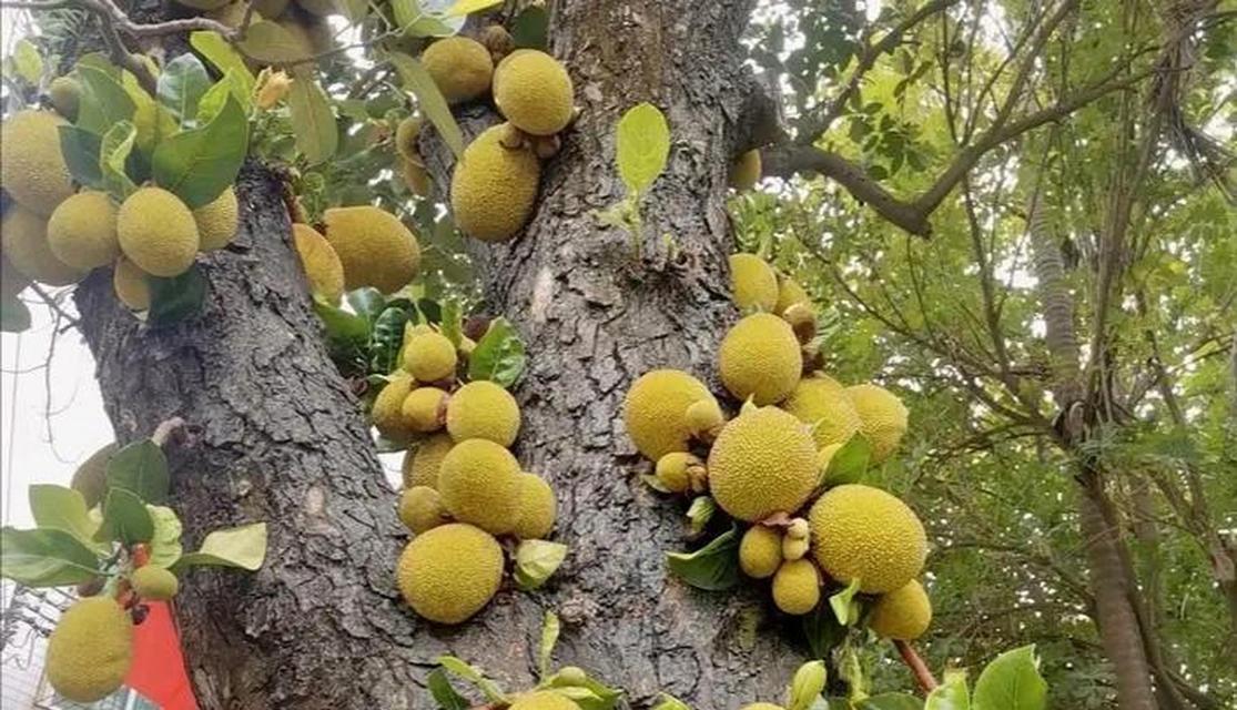 菠萝蜜在哪里生长（探寻菠萝蜜的产地与分布）