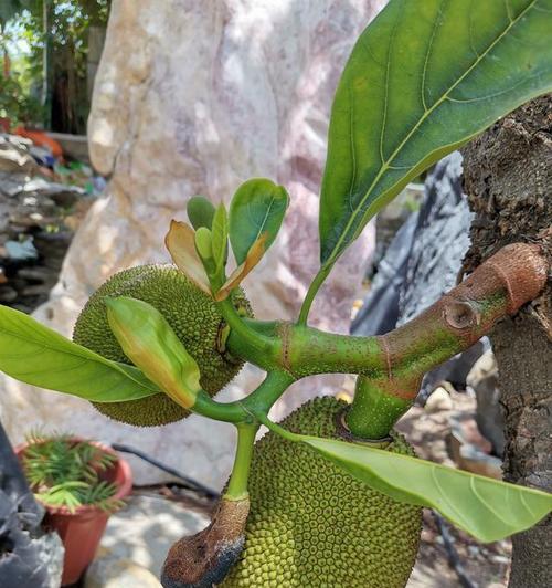 菠萝蜜在哪里生长（探寻菠萝蜜的产地与分布）