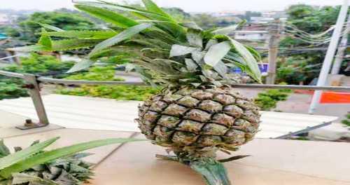 菠萝熟透了，能吃吗（探究菠萝的成熟度与食用）