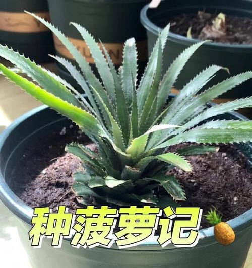 菠萝头几年结果实的种植技巧（掌握关键技巧）