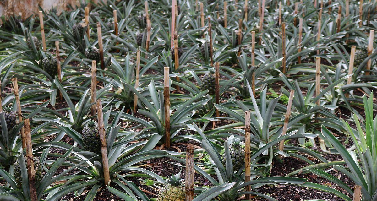 菠萝种植条件及适宜地区剖析（探究菠萝种植所需气温及种植环境）