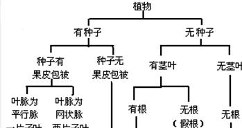 捕蝇草分株的最佳时间（掌握正确的分株技巧）