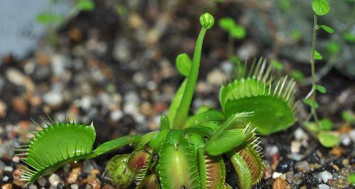 如何种植捕蝇草（从选种到养护）