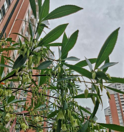 不开花的树——那些让人惊叹的绿叶景观（发掘城市中的不开花树种）