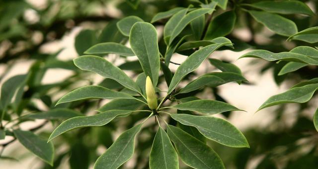 探秘不落叶植物的神奇世界（从适应环境到保持生命力）