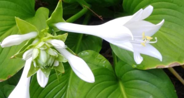 不耐寒宿根花卉（探究不同季节适宜种植的不耐寒宿根花卉种类）