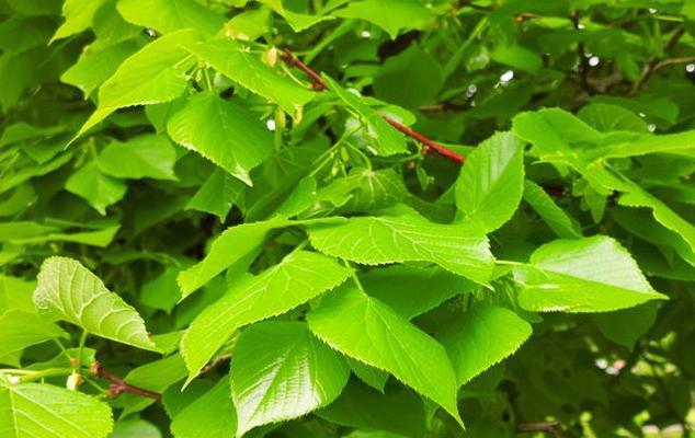 了解法桐的特点和用途（深入探究法桐的生态环境和种植技巧）