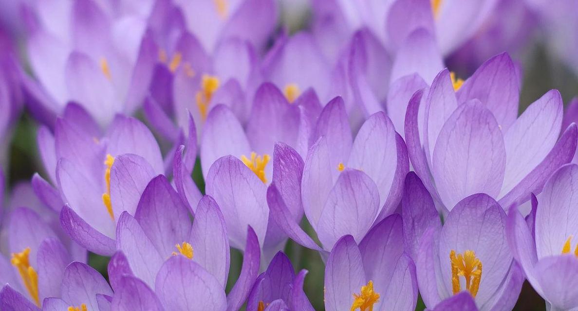 解密番红花的花期（了解番红花盛开的时间和特点）