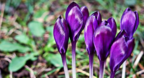 番红花花期解析（探寻番红花开花规律）