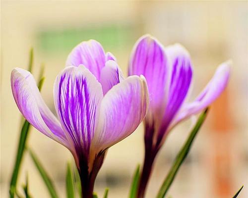 如何选择适合种植番红花的月份（番红花的生长习性及适宜种植条件）