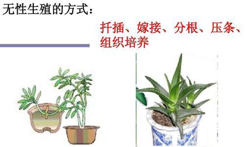 如何种植番荔枝（番荔枝种子催芽方法详解）