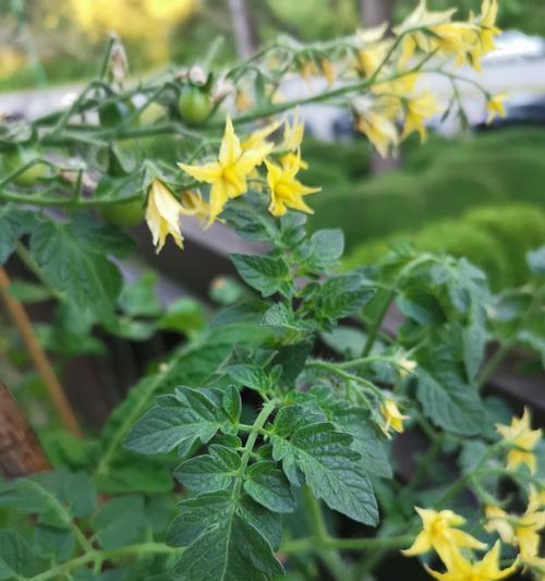 番茄开花时间及花期长短解析（了解番茄开花时间）