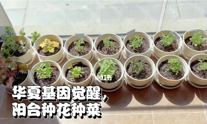 如何洗干净番茄（番茄清洗小技巧）