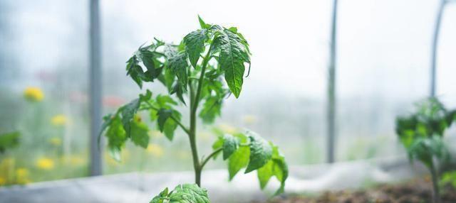 小番茄种植全攻略（从时间到方法）