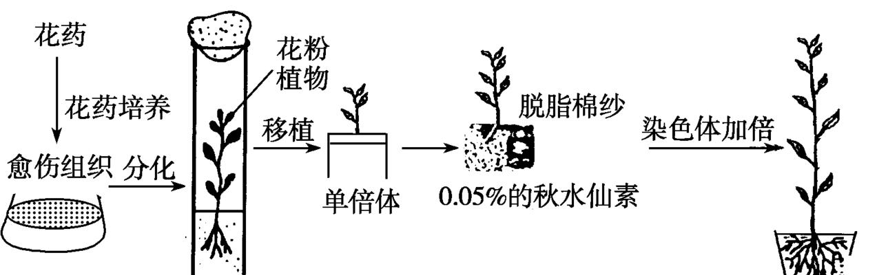 番茄钻心虫防治方法（保护你的番茄园）