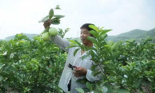 番石榴嫁接技巧详解（掌握这些技巧）