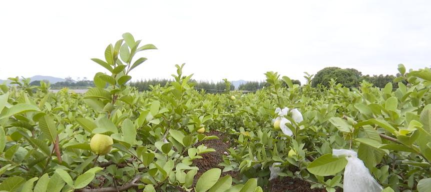 番石榴——夏季鲜果之王（成熟季节）