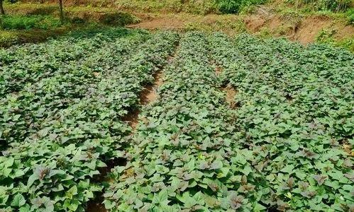 如何繁殖和种植番薯块茎（可持续农业的新选择）