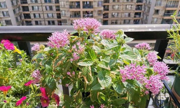 繁星花的生长特点（探究繁星花是多年生植物的原因）