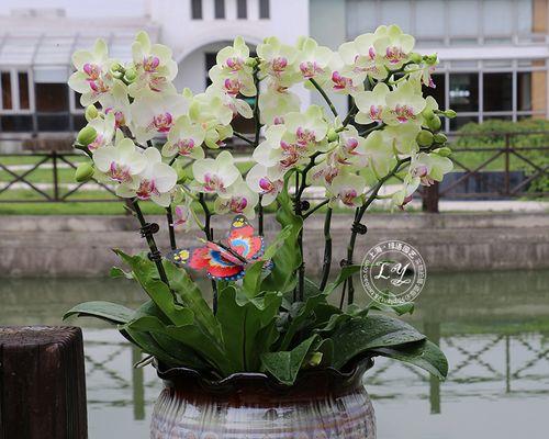 饭店开业送花，该选哪种（用花来祝福饭店开业）