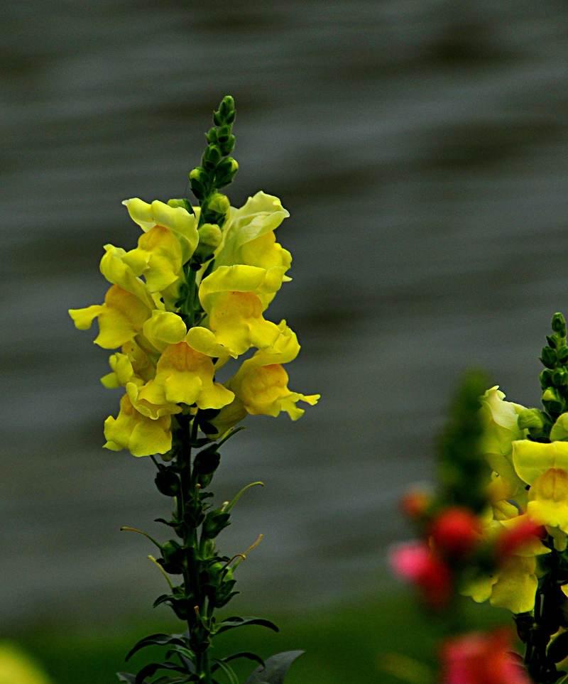 芳草的身份之争——花还是草（揭开芳草真正身份的秘密）