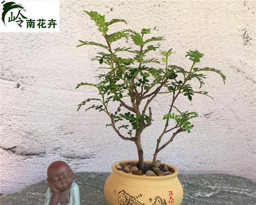 芳香植物的香气之谜（解析芳香植物的香气成分及其应用）