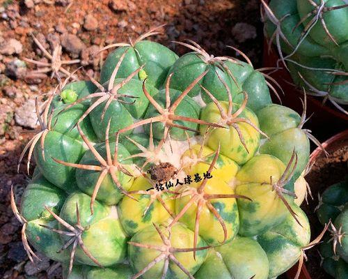 几种防辐射的植物及其功效（植物陪你过无辐射生活）