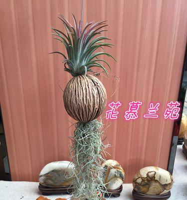 几种防辐射的植物及其功效（植物陪你过无辐射生活）