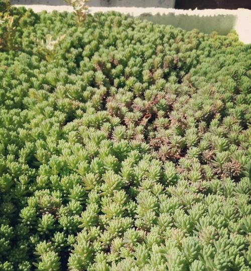 探究房顶适合种植的植物（选择合适的植物）