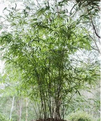 如何选择适合种植的后院树木（探讨后院树木的选择和养护）