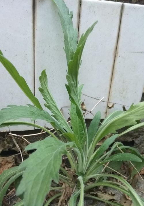 飞蓬草的作用与功效（探索飞蓬草的惊人疗效）