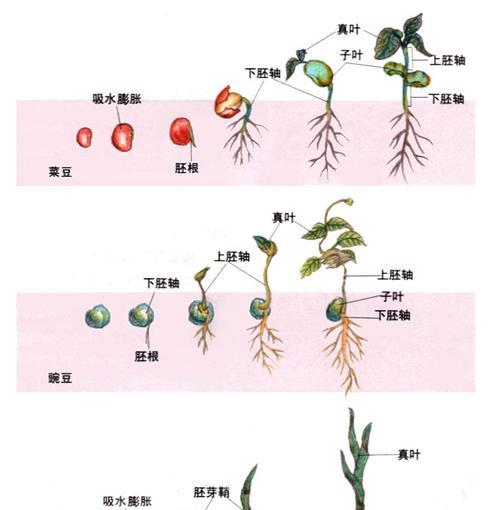 飞燕草种子的发芽周期及方法（了解飞燕草种子的发芽周期）