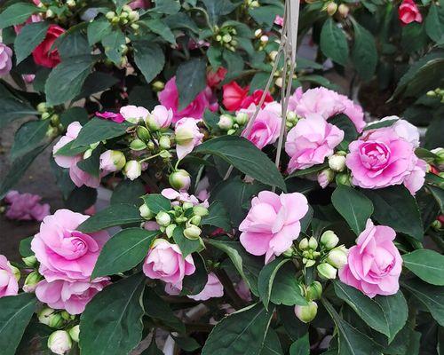 非洲凤仙花——多年生植物的生长秘密（探究非洲凤仙花的生命周期和特点）