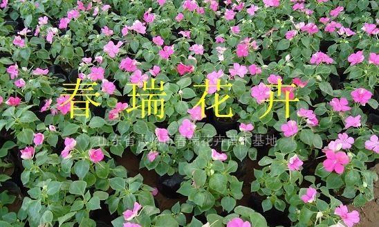 非洲凤仙花——多年生植物的生长秘密（探究非洲凤仙花的生命周期和特点）