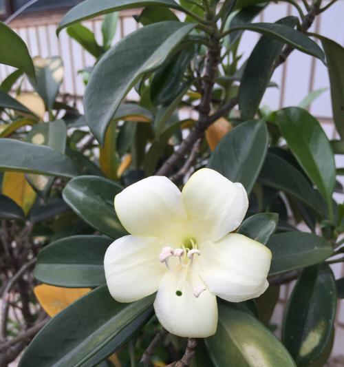 非洲茉莉开花季节（探寻非洲茉莉的花期和生长环境）