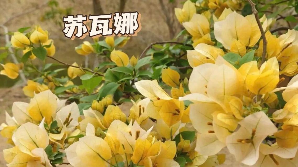 品味菲菲娜三角梅勤花的美丽与价值（一种值得拥有的珍贵植物）