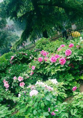 牡丹花语传说——繁华与传承（传世之花绽放千年）