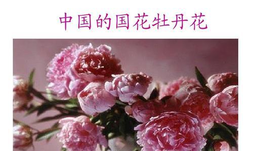 牡丹花语（以牡丹颜色花语为主题的文化探索）