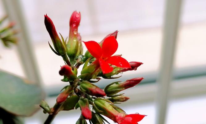 长寿花花语的奥秘（花与长寿的秘密）